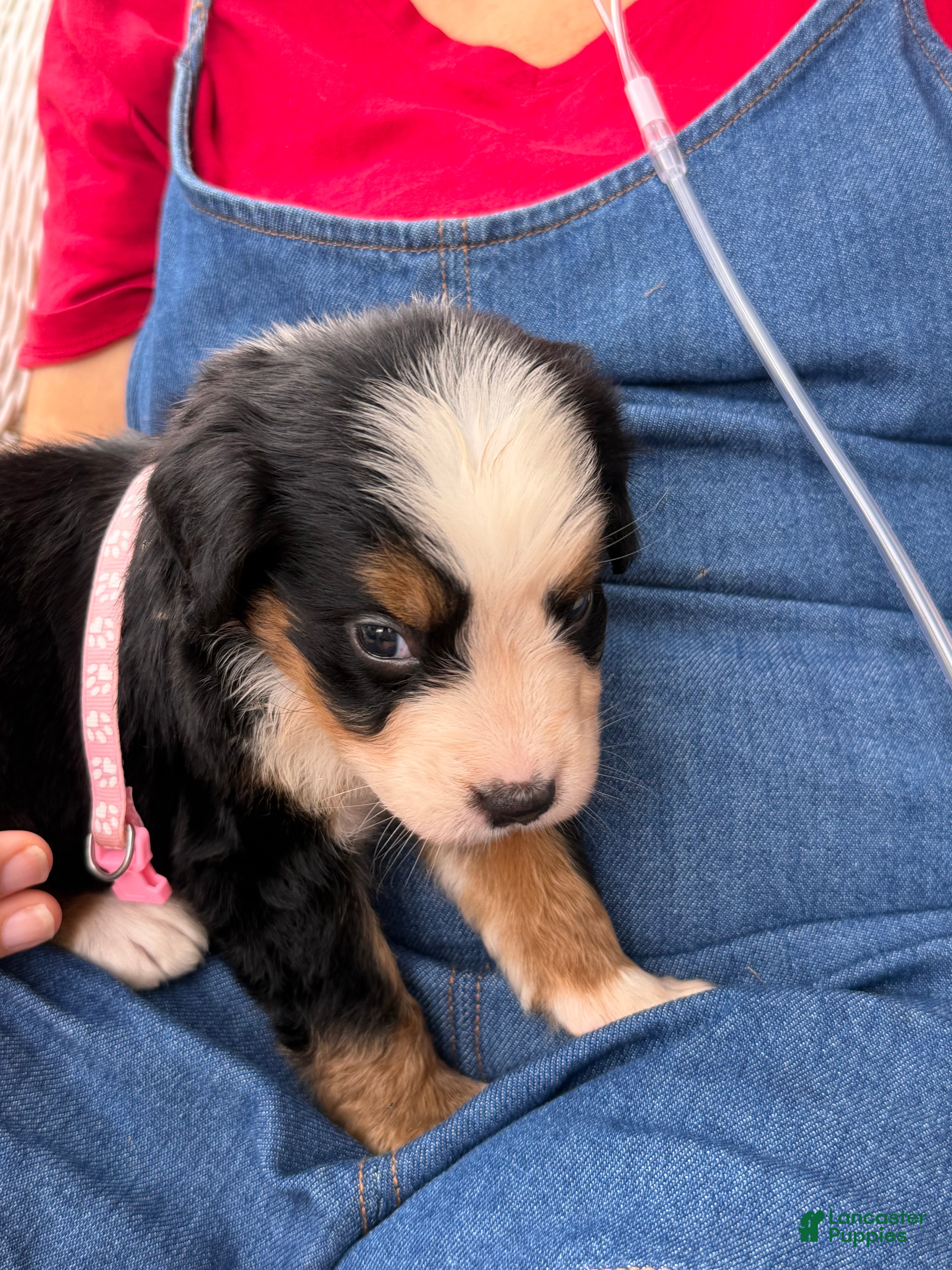 Bernese Mountain Dog dogs Bernese Mountain Dog 7. Light pink collar  - Ad 1