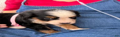Bernese Mountain Dog 7. Light pink collar 
