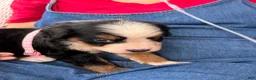 Bernese Mountain Dog dogs for sale: Bernese Mountain Dog 7. Light pink collar  - Ad 1