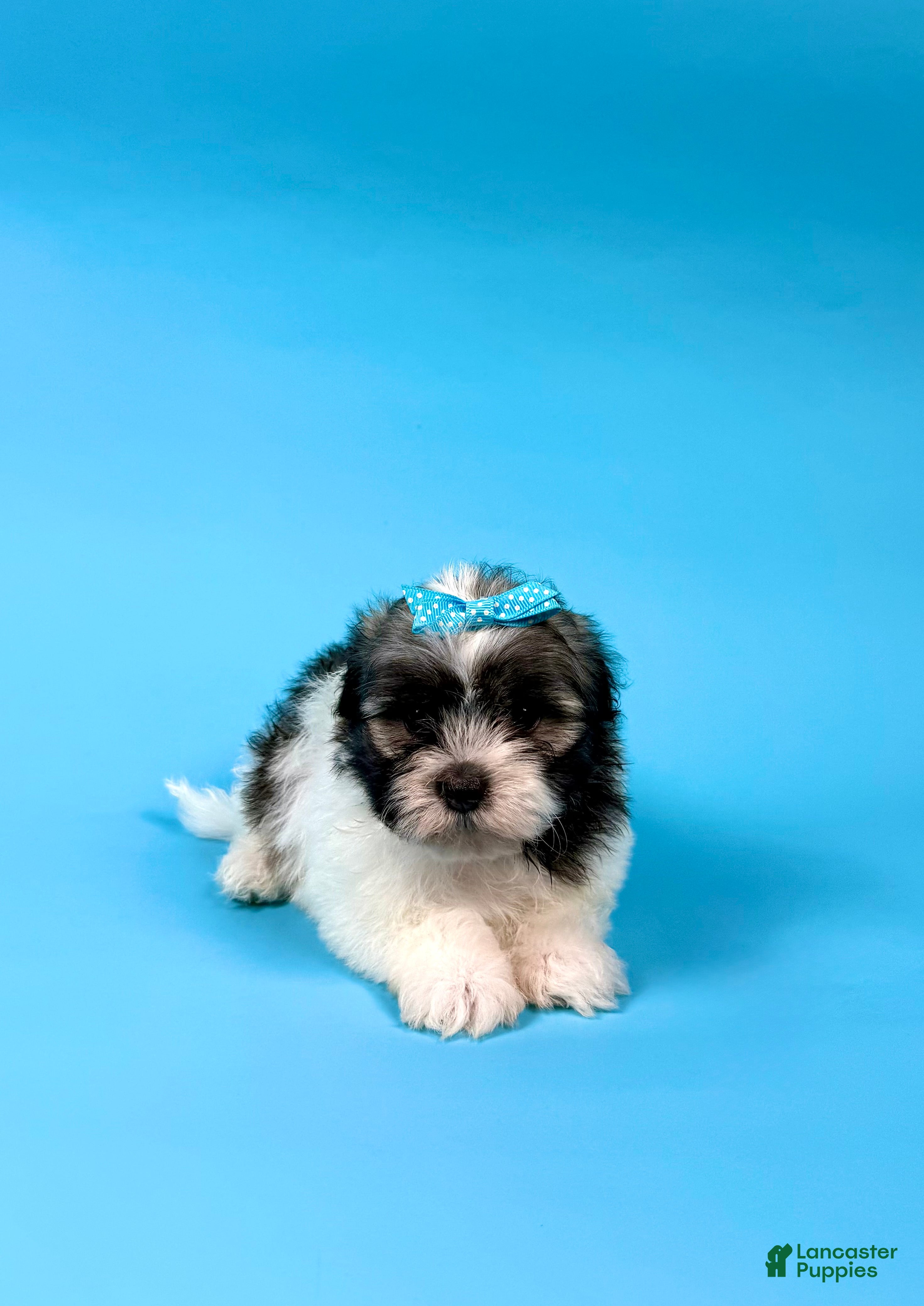 Havanese dogs VERONICA - Ad 16