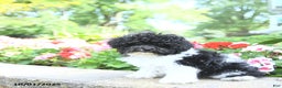 Toy Poodle dogs for sale: Kody - Ad 17