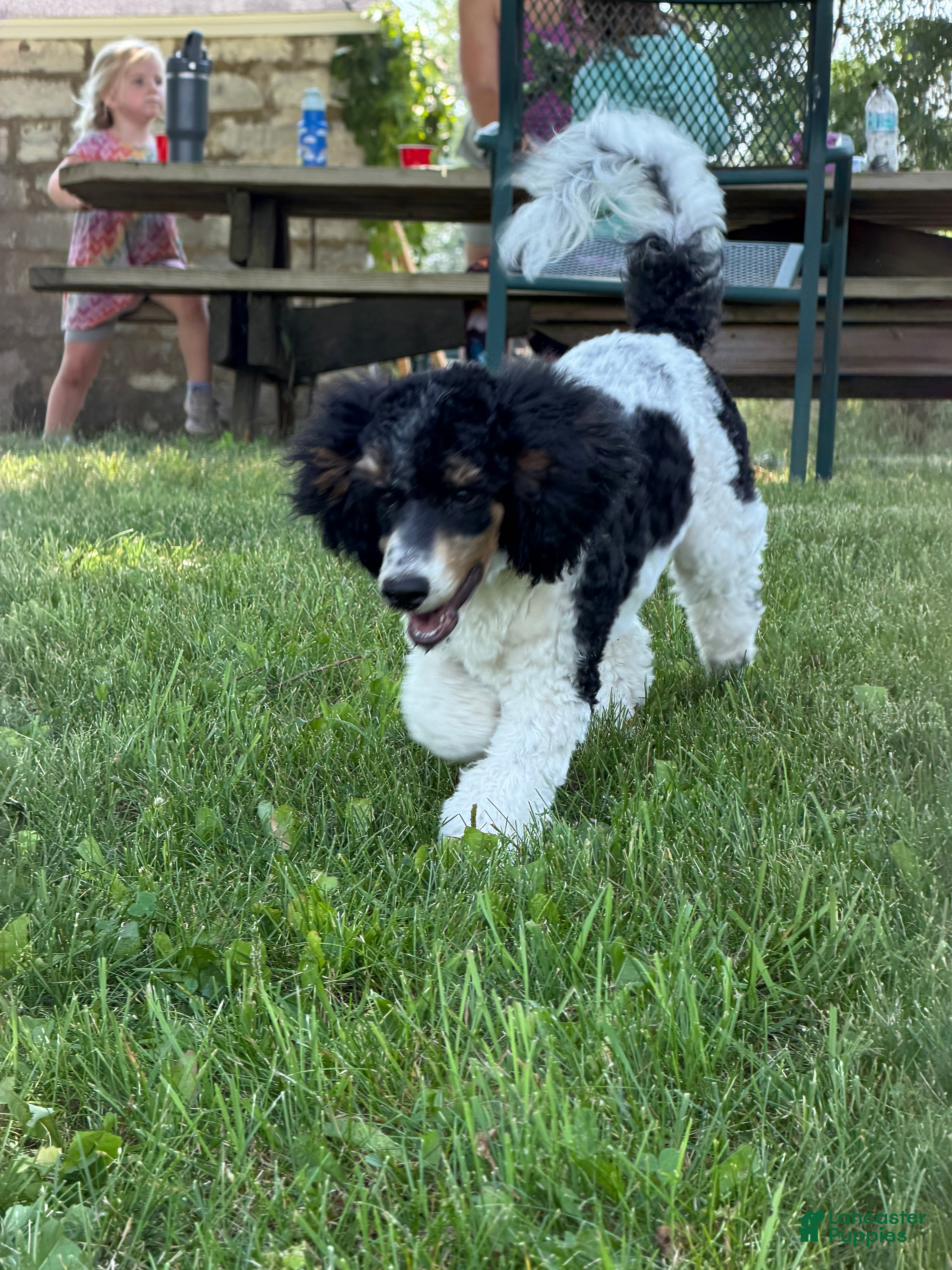 Miniature Poodle dogs Ivy - Ad 1