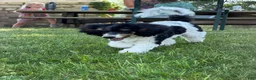 Miniature Poodle dogs for sale: Ivy - Ad 3
