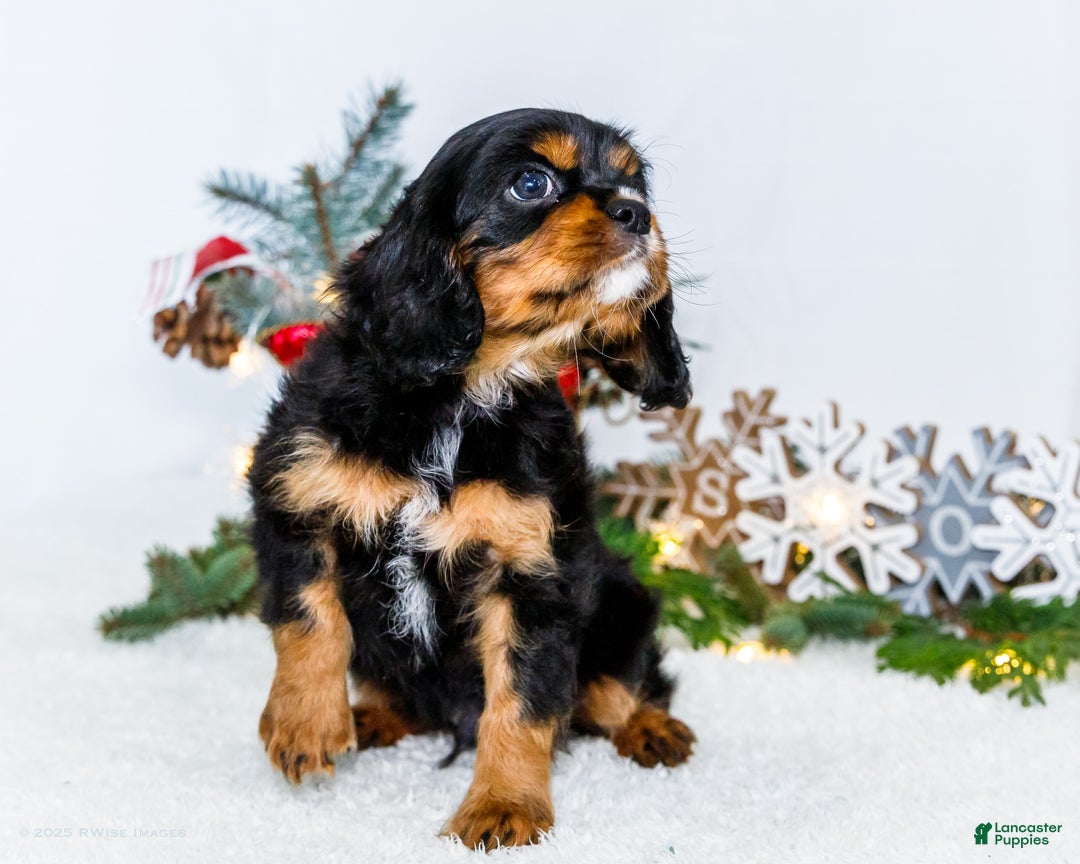 Cavalier King Charles Spaniel dogs for sale: Garland - Ad 10