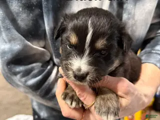 Mixed Breed dogs Black Girl - Ad 2