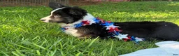Welsh Corgi Cardigan dogs for sale: Ace FLUFFY - Ad 14