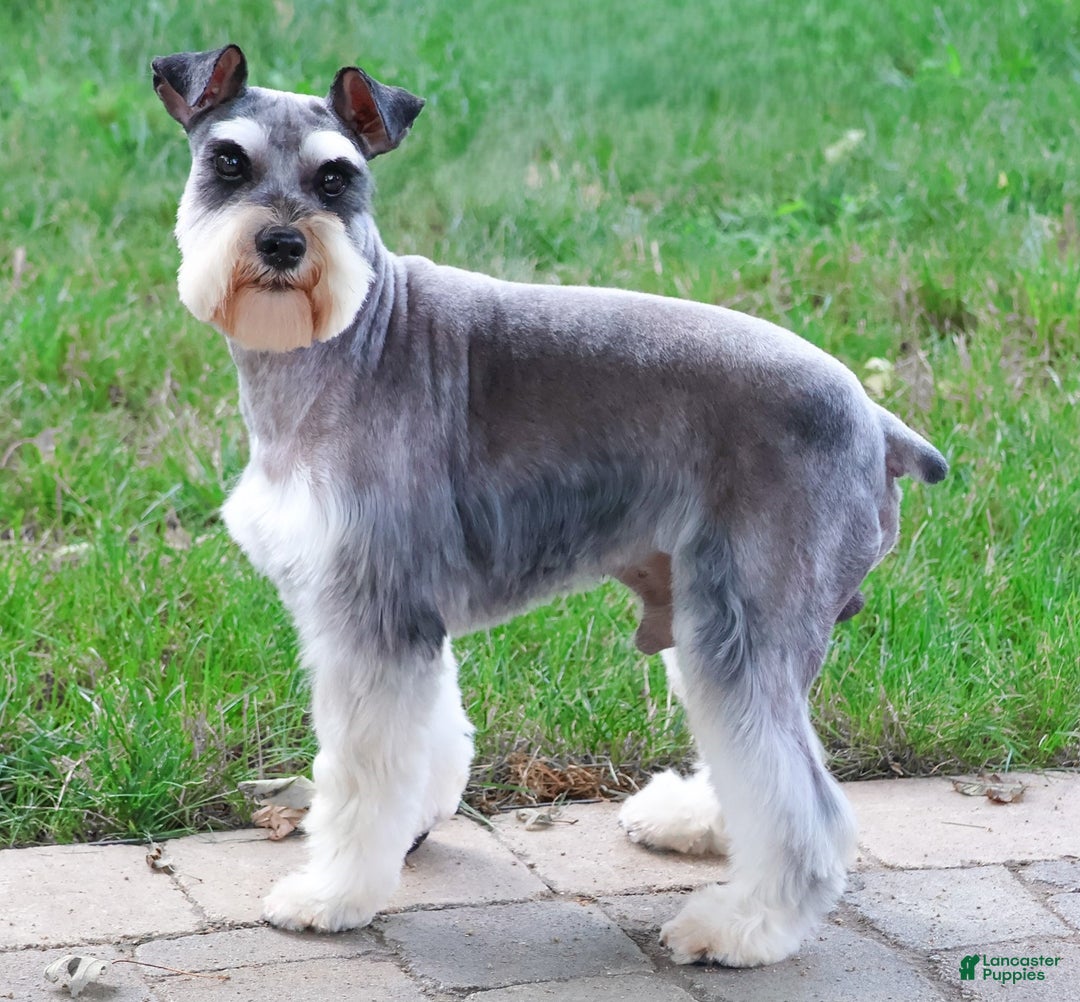 Miniature Schnauzer dogs for sale: Isabella - Ad 5