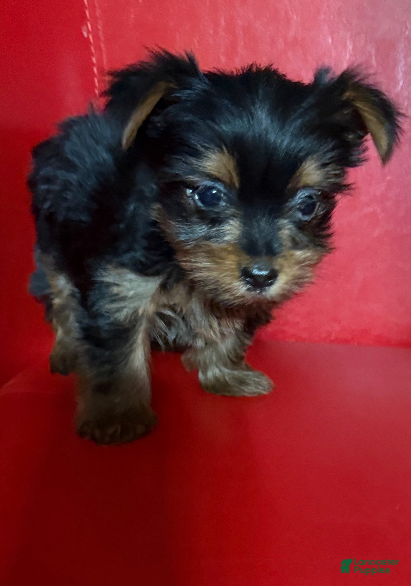 Yorkshire Terrier dogs Mini teddy - Ad 2