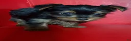 Yorkshire Terrier dogs for sale: Mini teddy - Ad 2