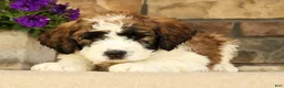 Saint Berdoodles dogs for sale: Ringo - Ad 4