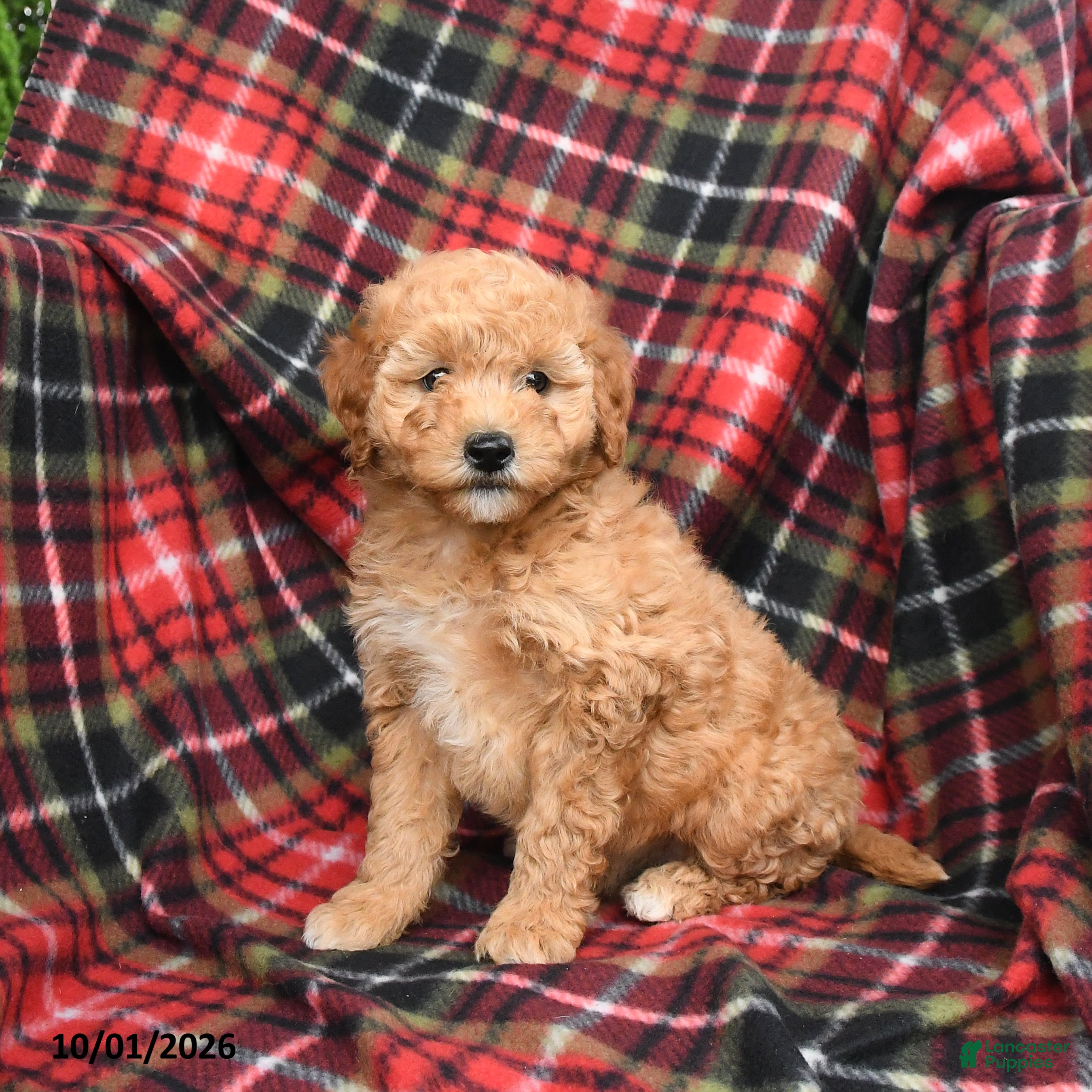 Mini Goldendoodle dogs Stormy - Ad 1