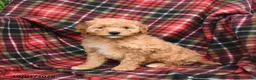 Mini Goldendoodle dogs for sale: Stormy - Ad 1