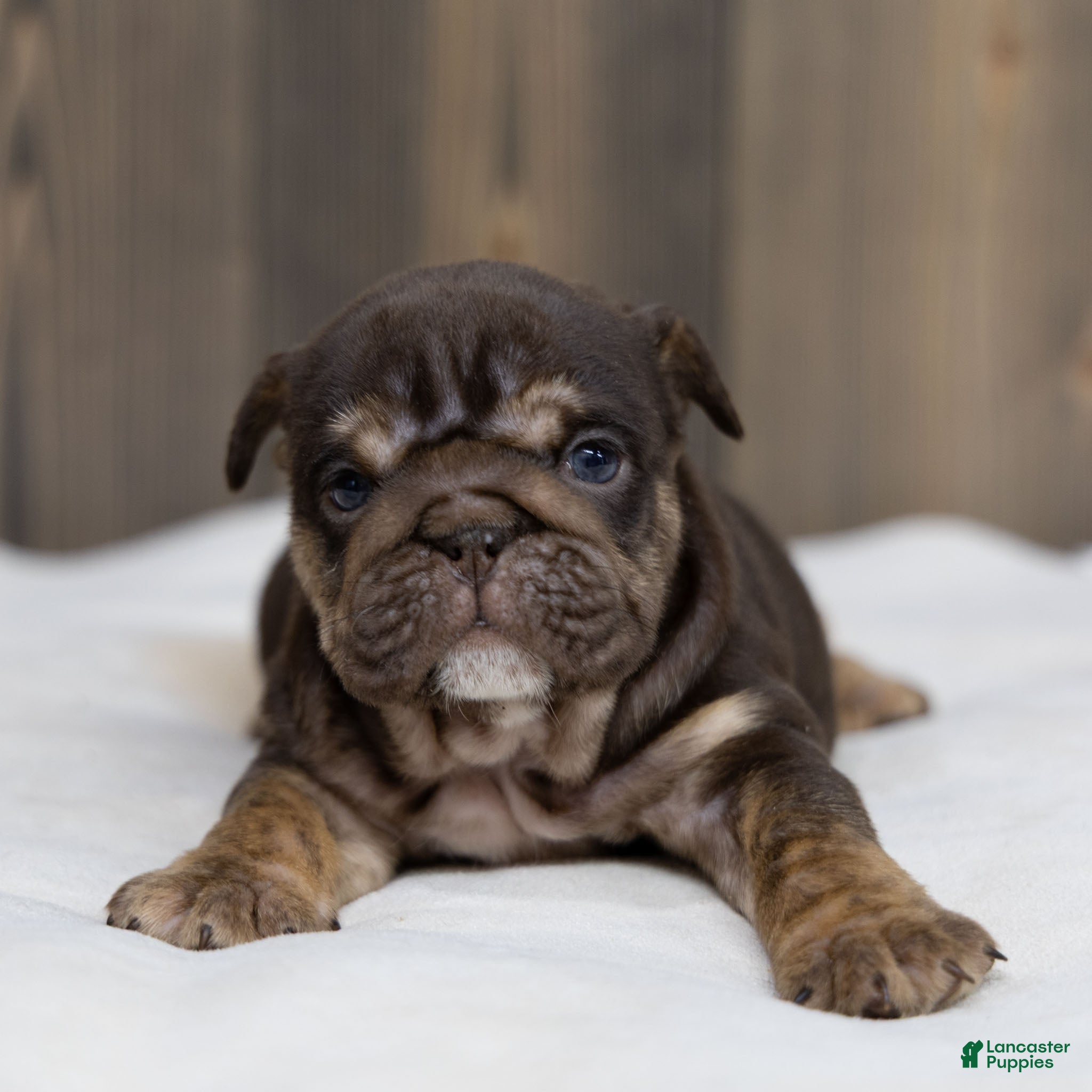 English Bulldog dogs Chanel Cocoa English Bulldog Puppy  - Ad 2