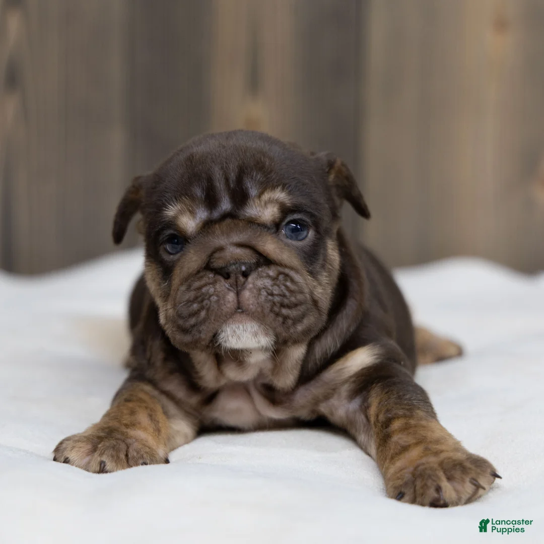 English Bulldog dogs for sale: Chanel Cocoa English Bulldog Puppy  - Ad 2