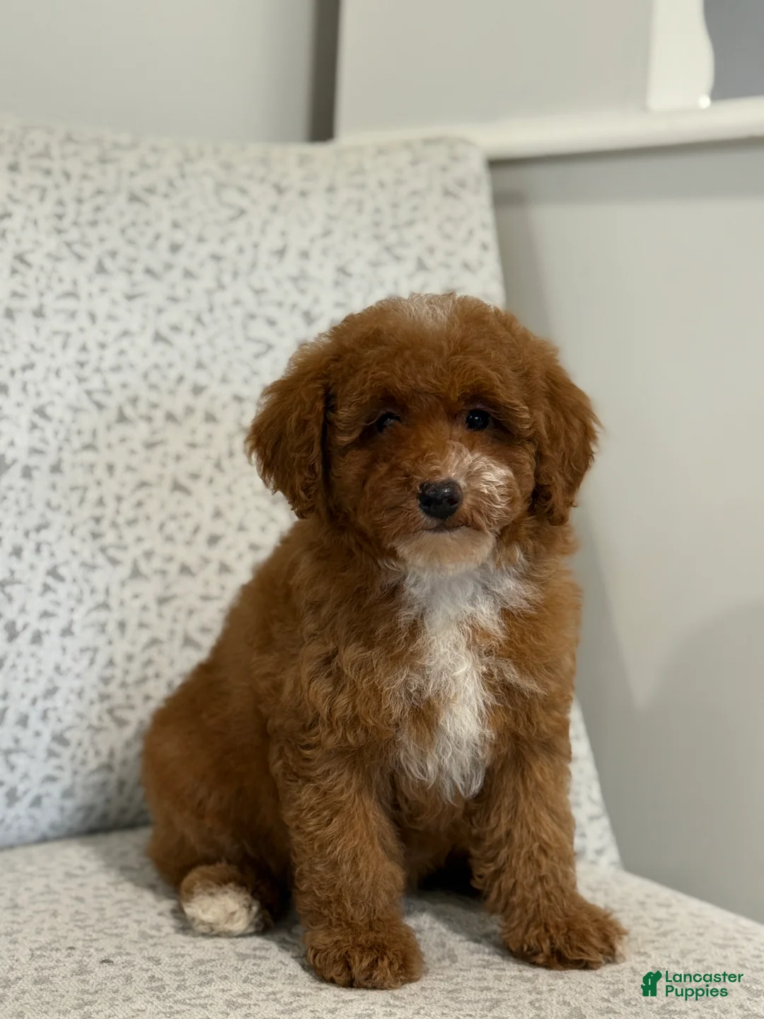 Miniature Poodle dogs for sale: Jazzy - Ad 4