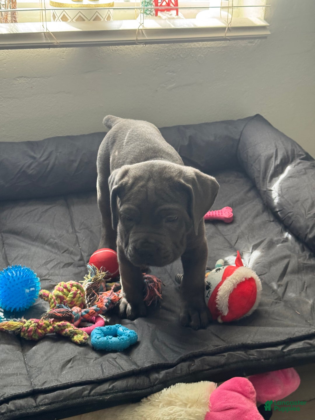 Cane Corso dogs for sale: Anre - Ad 3