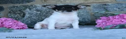 Chihuahua dogs for sale: Spotty - Ad 5