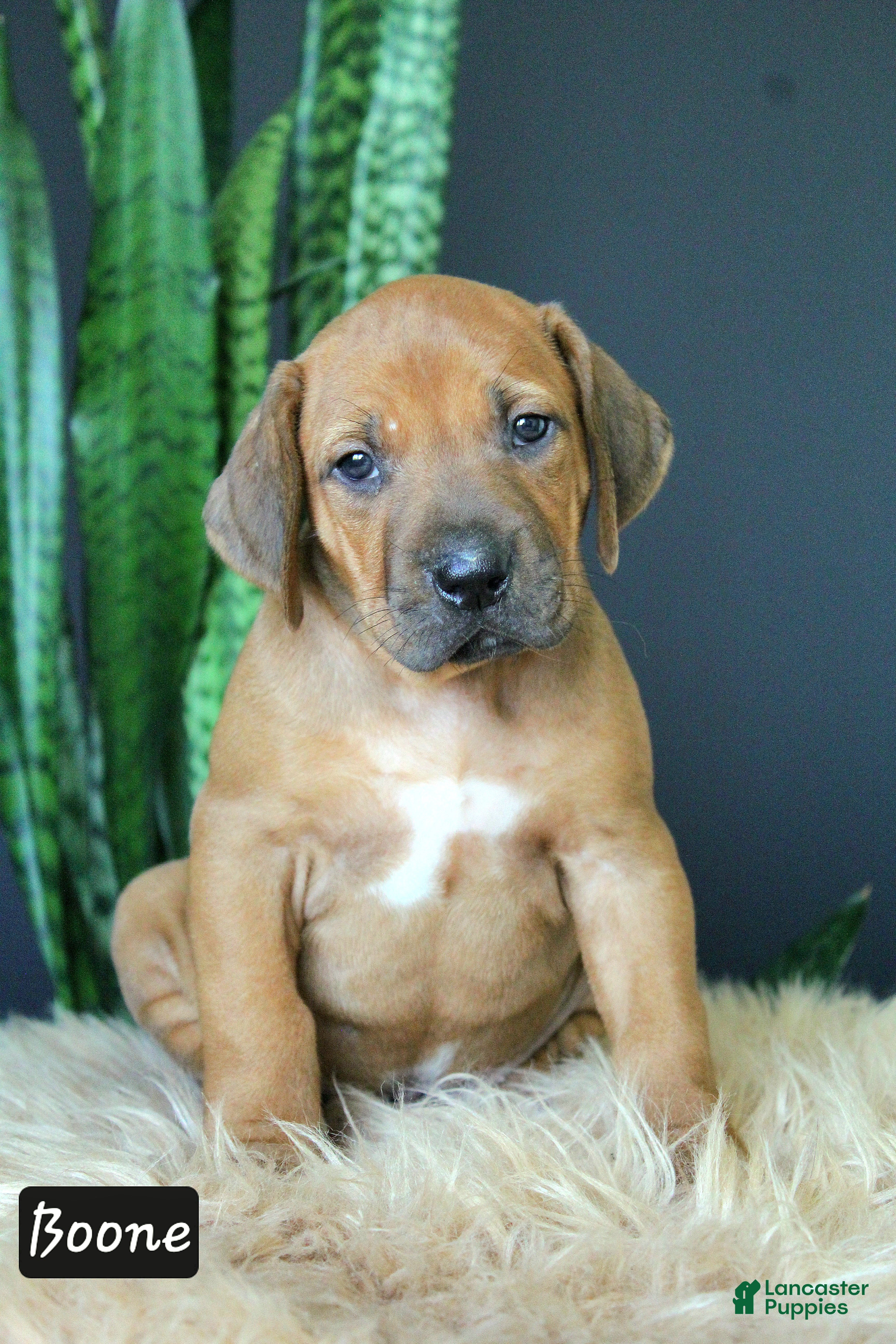 Rhodesian Ridgeback dogs Boone - Ad 1
