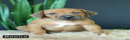 Rhodesian Ridgeback dogs for sale: Boone - Ad 1
