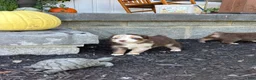 Miniature Australian Shepherd dogs for sale: Ally  - Ad 3