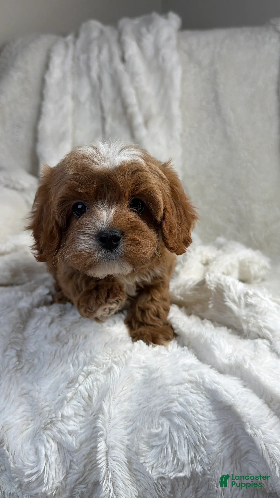 Cavapoo dogs for sale: Pluto-toy - Ad 1