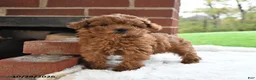 Toy Poodle dogs for sale: Rosie - Ad 1