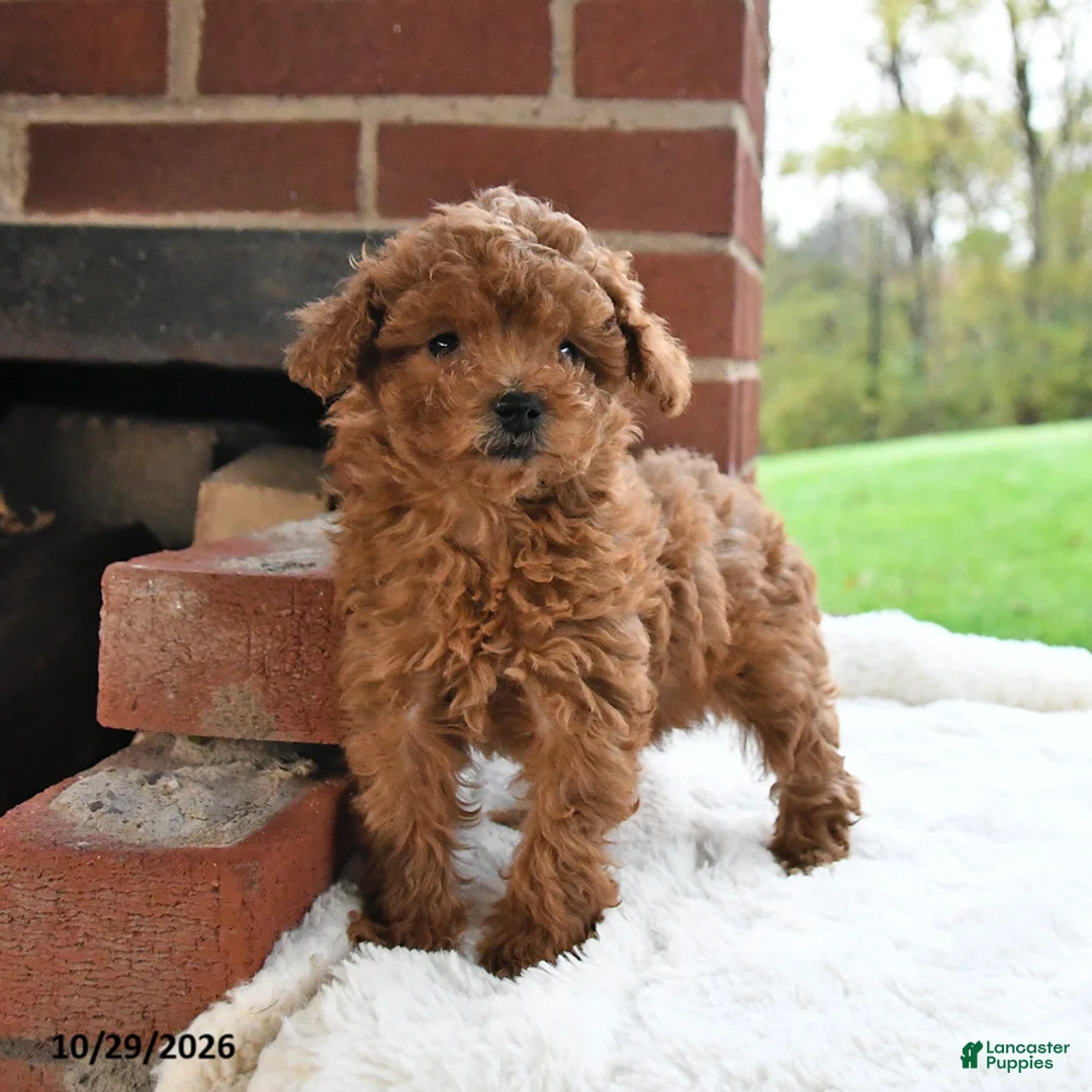Toy Poodle dogs for sale: Rosie - Ad 1