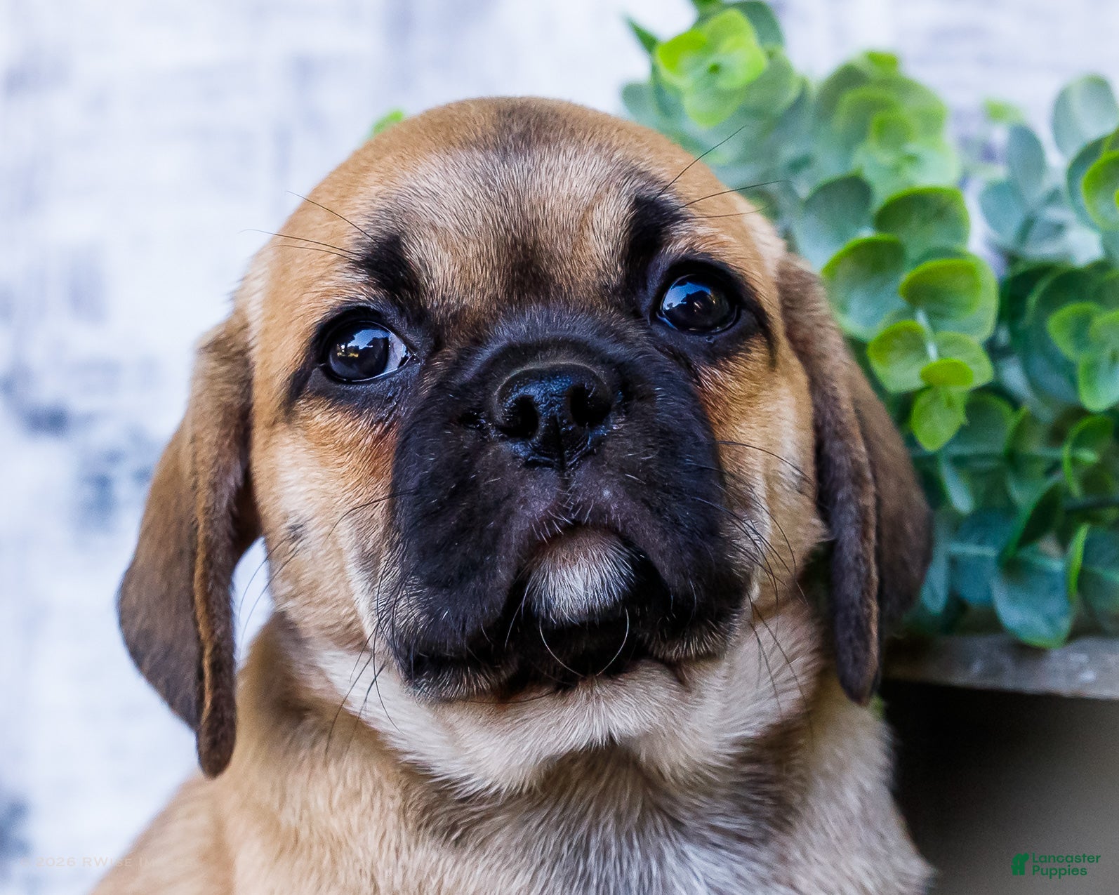 Puggle dogs Bella - Ad 2