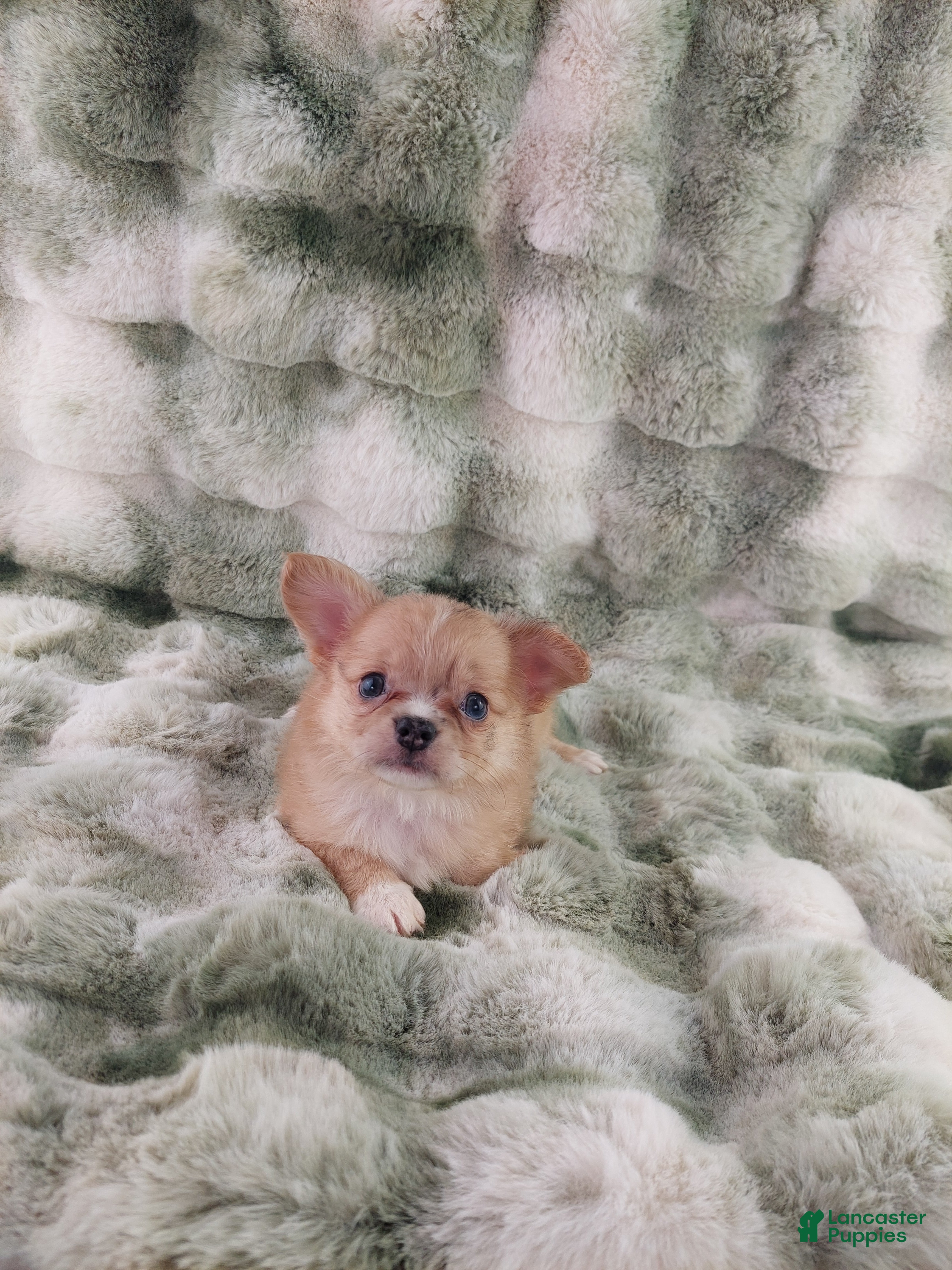 Chihuahua dogs AKC Nemo - Ad 2