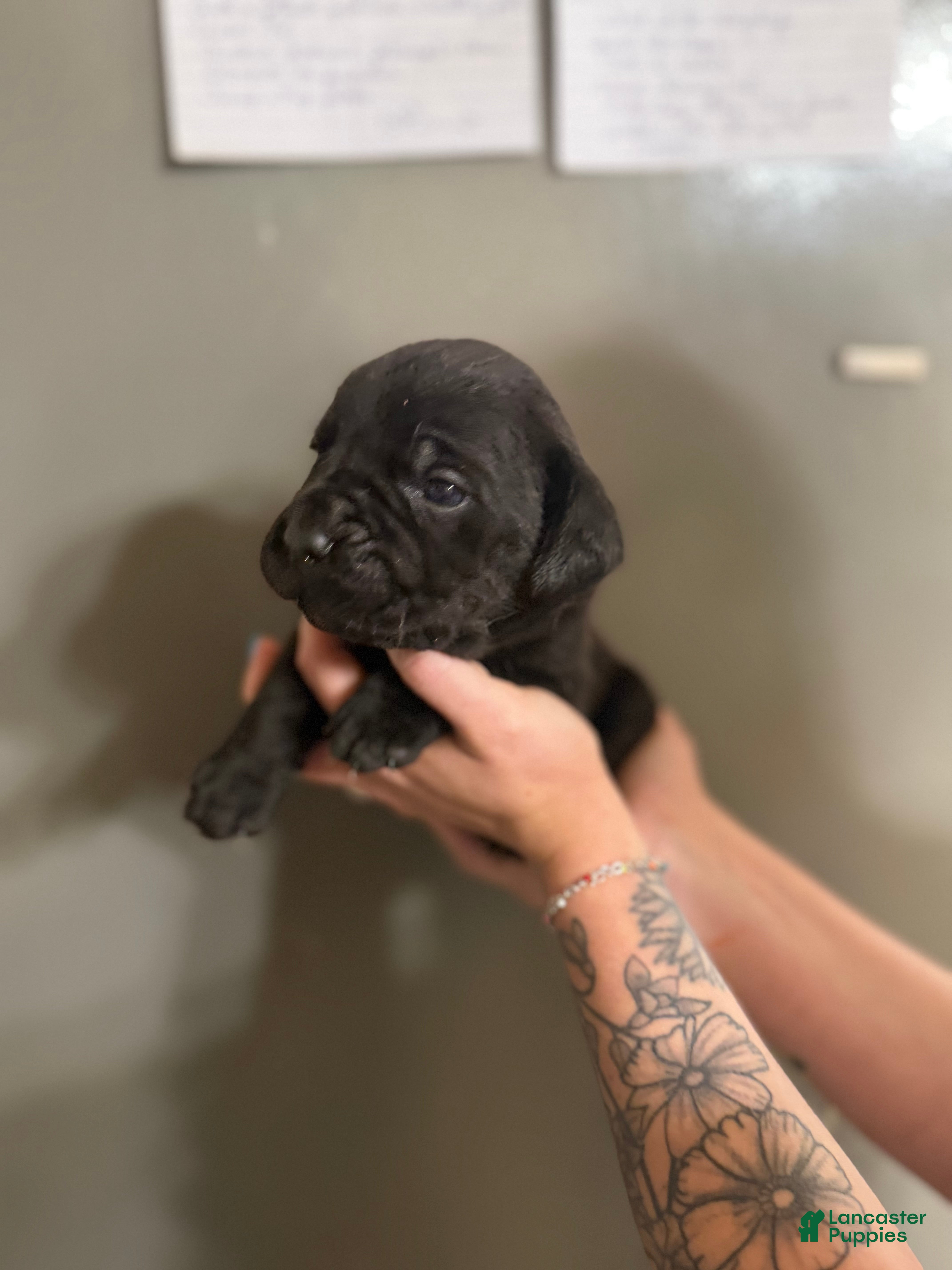 Cane Corso dogs STORMI - Ad 11
