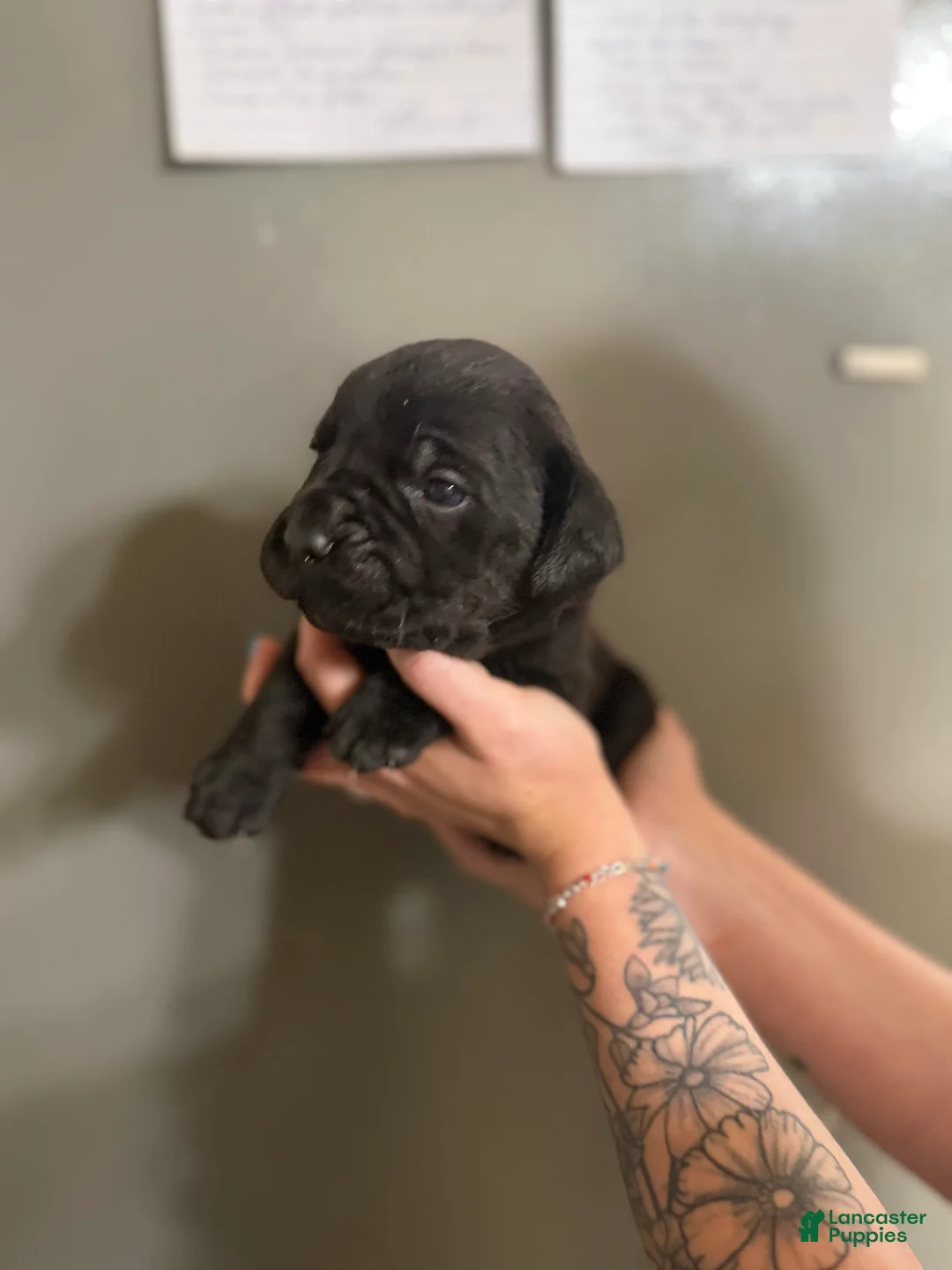 Cane Corso dogs for sale: STORMI - Ad 1