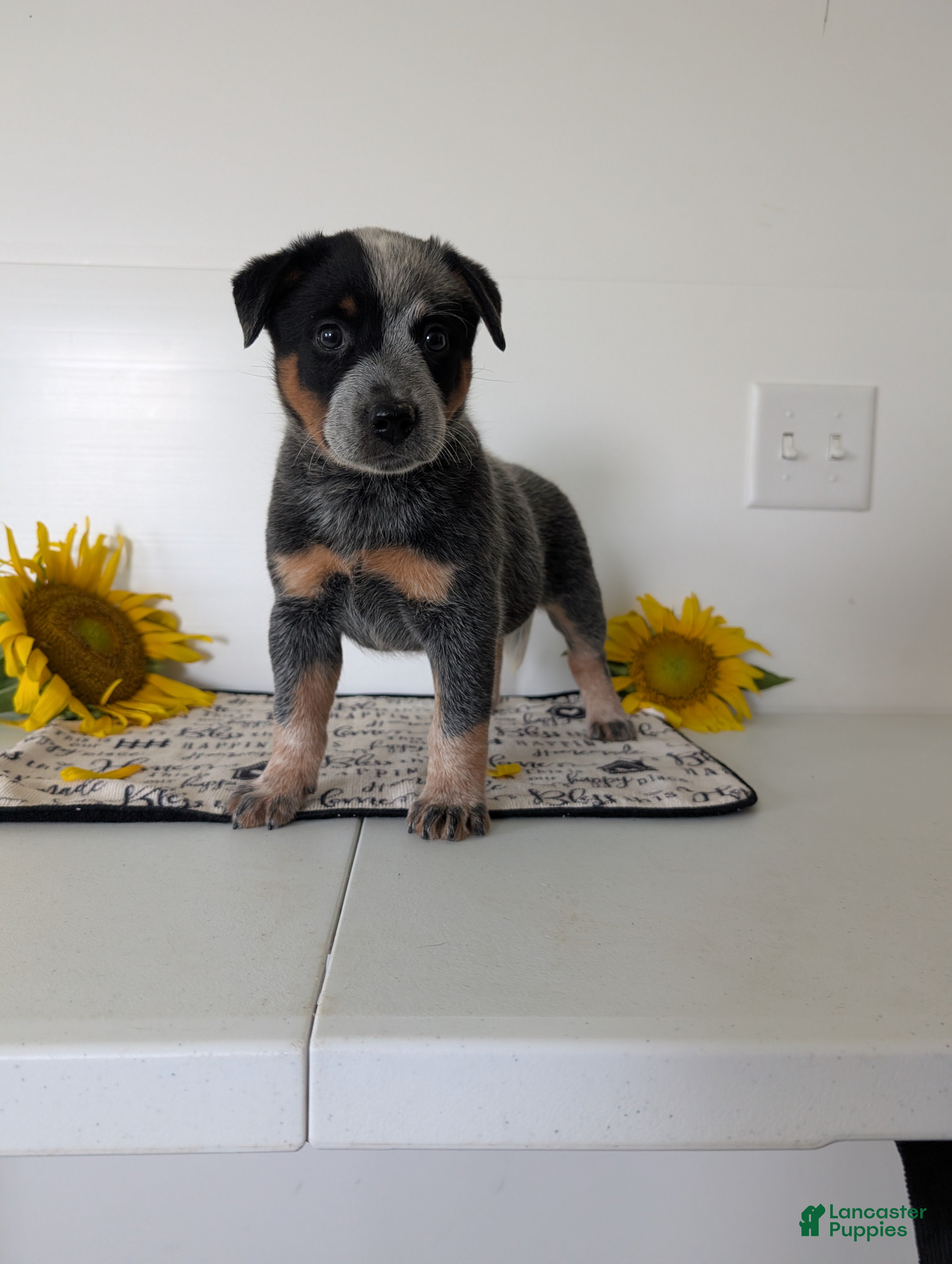 Australian Cattle Dog dogs Biscuit  - Ad 1