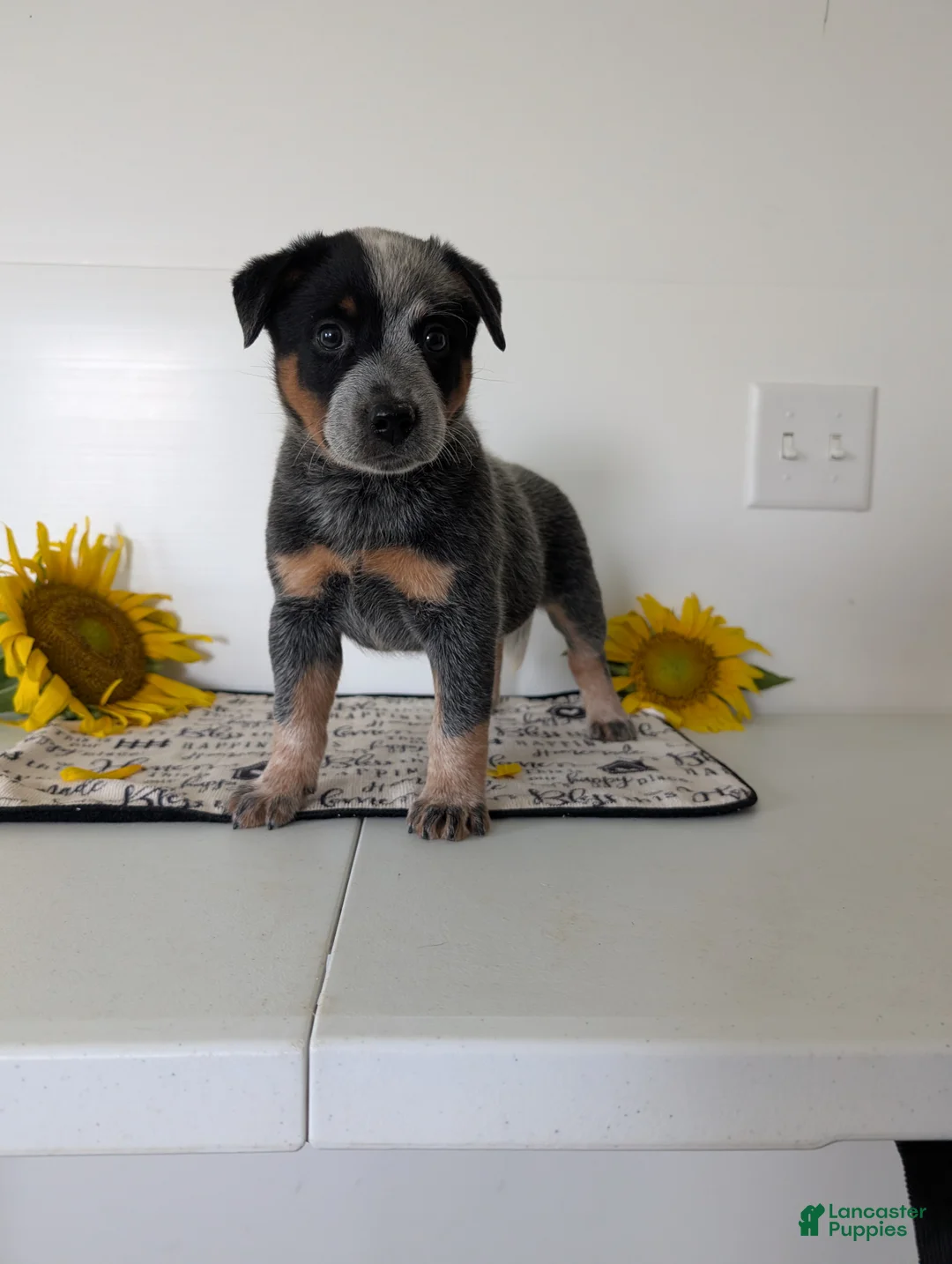 Australian Cattle Dog dogs for sale: Biscuit  - Ad 1