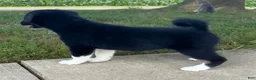 Mixed Breed dogs for sale: Missy - Ad 5