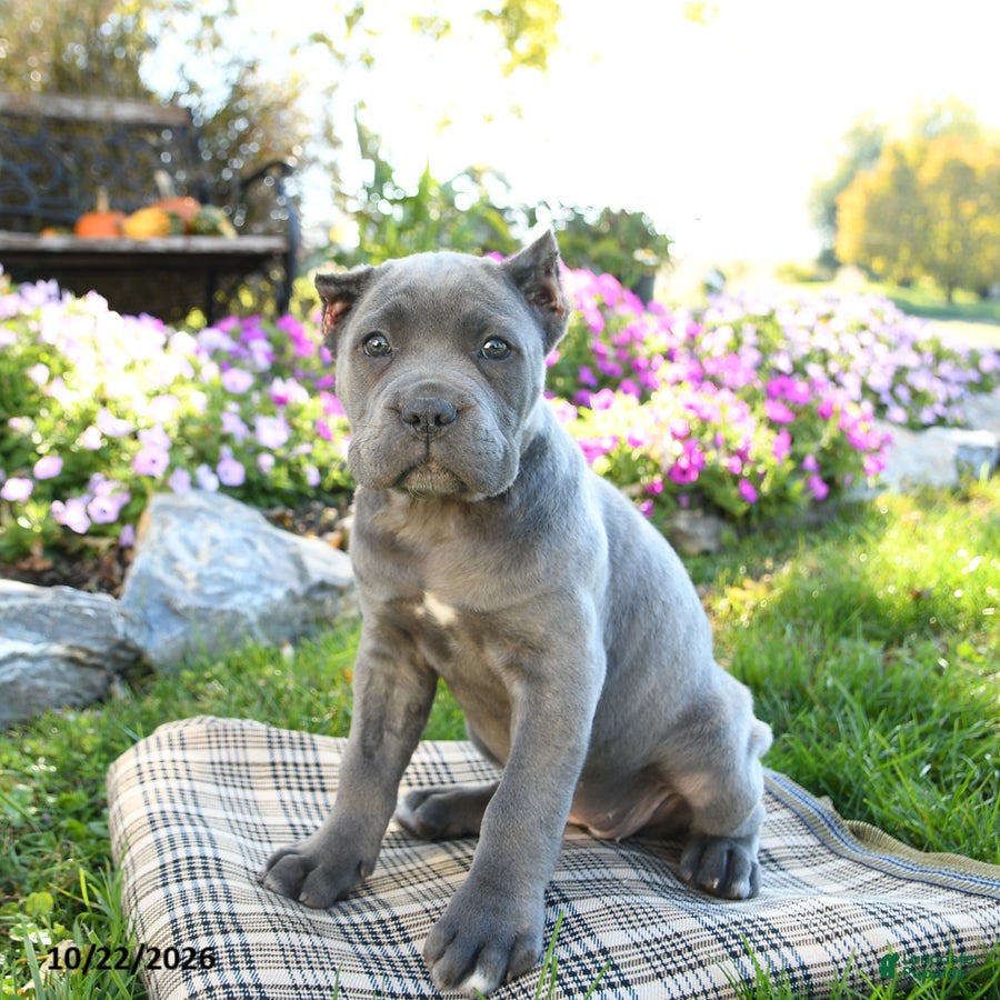 Cane Corso dogs for sale: Tempest - Ad 2