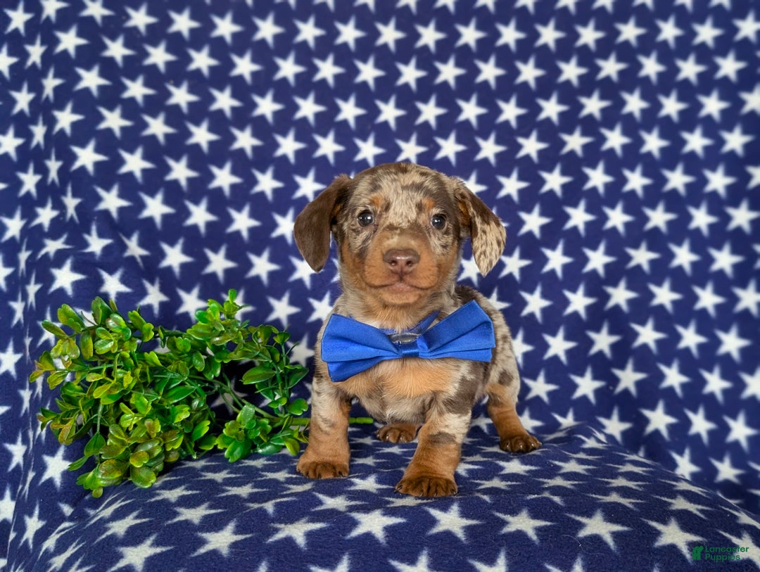 Miniature Dachshund dogs for sale: Vaughn - Ad 4