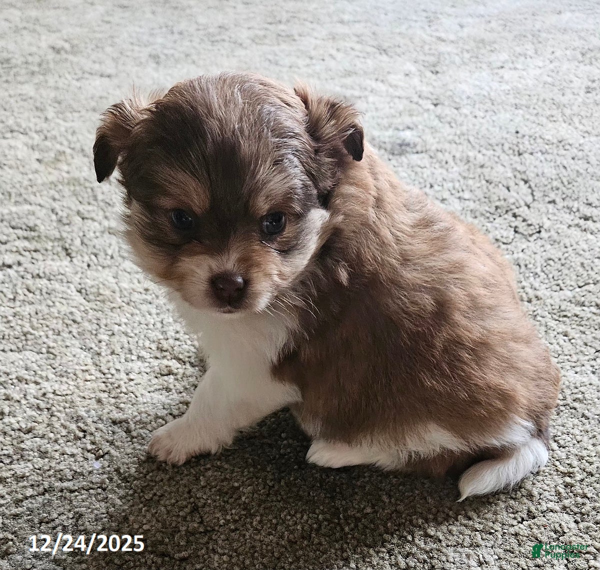 Mixed Breed dogs Molly - Ad 31