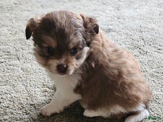 Mixed Breed dogs Molly - Ad 31