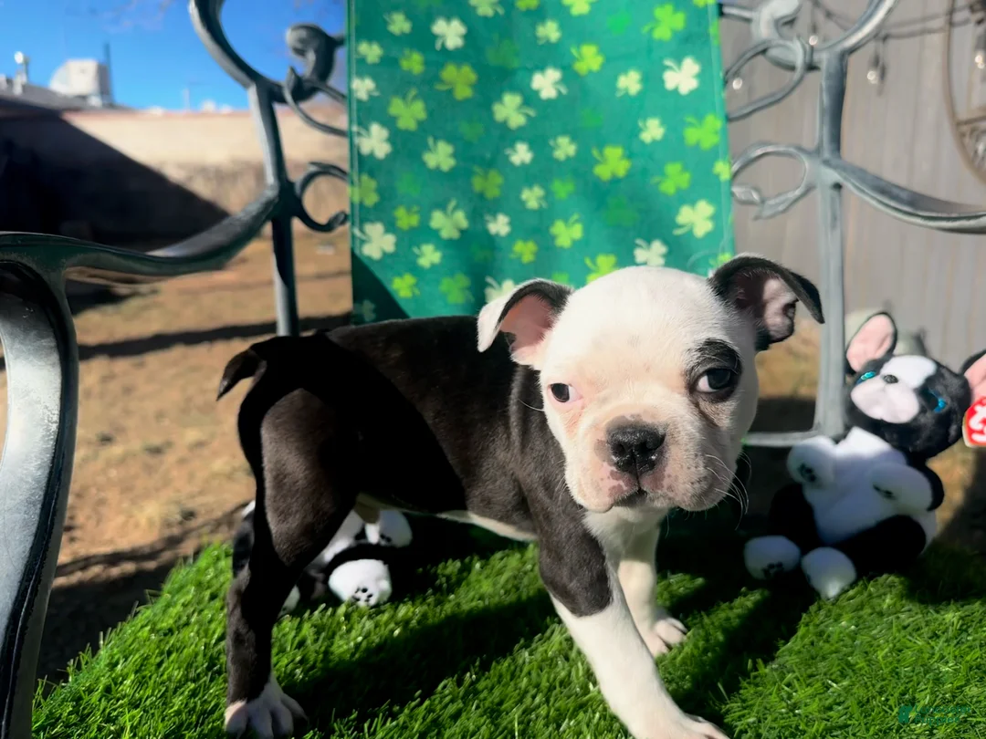 Boston Terrier dogs for sale: Boston Terrier Puppy 3 - Ad 2