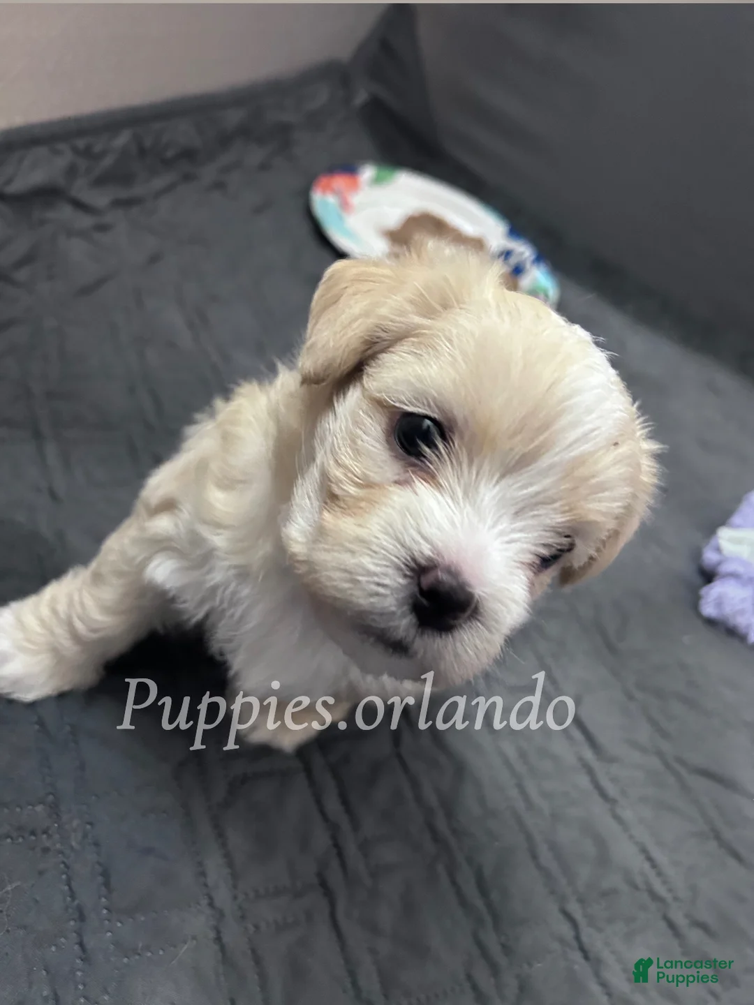 Mixed Breed dogs for sale: Mixed Breed Puppy 2 - Ad 2