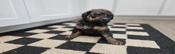 Standard Poodle dogs for sale: Nanook  - Ad 2