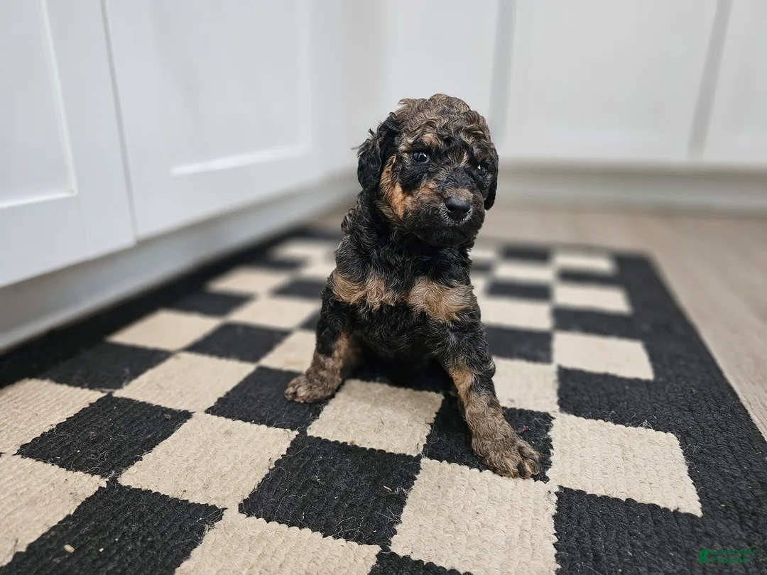 Standard Poodle dogs for sale: Nanook  - Ad 2