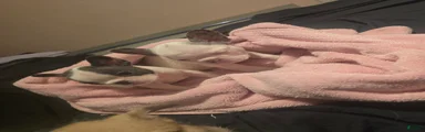 French Bulldog Puppy 4