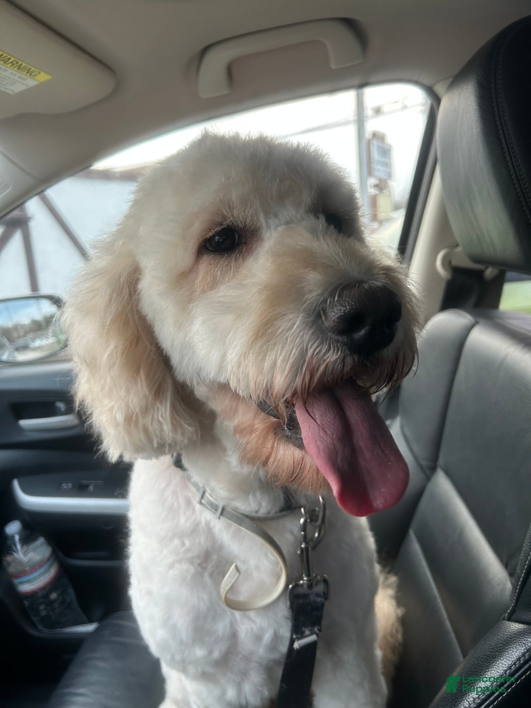 Goldendoodle dogs for sale: Goldendoodle Puppy 1 - Ad 5
