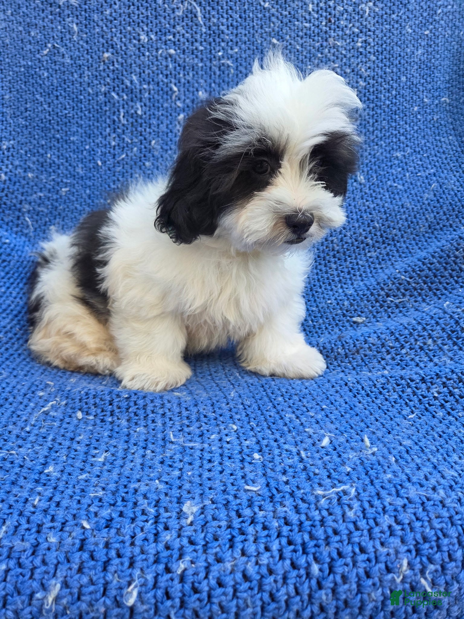 Malshi dogs Izzy  - Ad 3