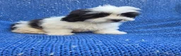 Malshi dogs for sale: Izzy  - Ad 1