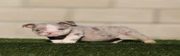 English Bulldog dogs for sale: English Bulldog 1 - Ad 2