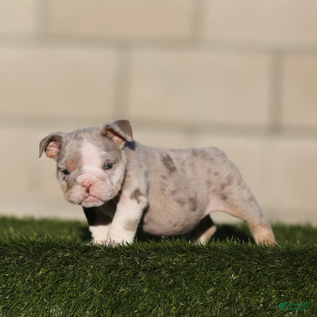English Bulldog dogs for sale: English Bulldog 1 - Ad 2