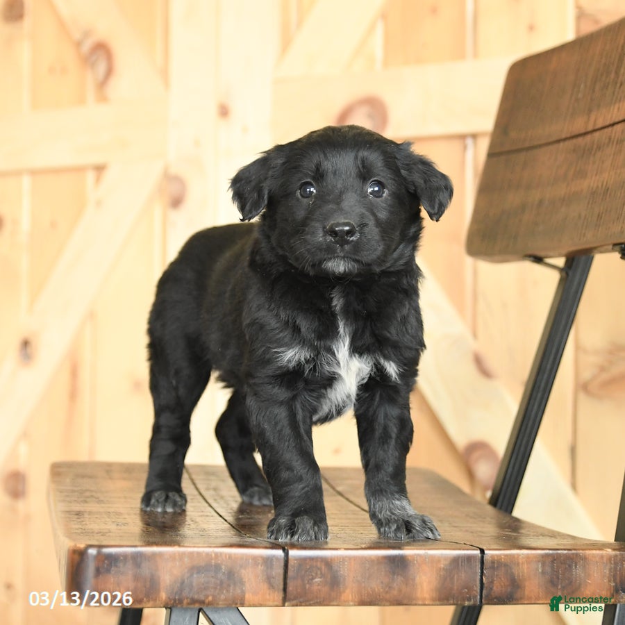 Mixed Breed dogs Renae - Ad 2