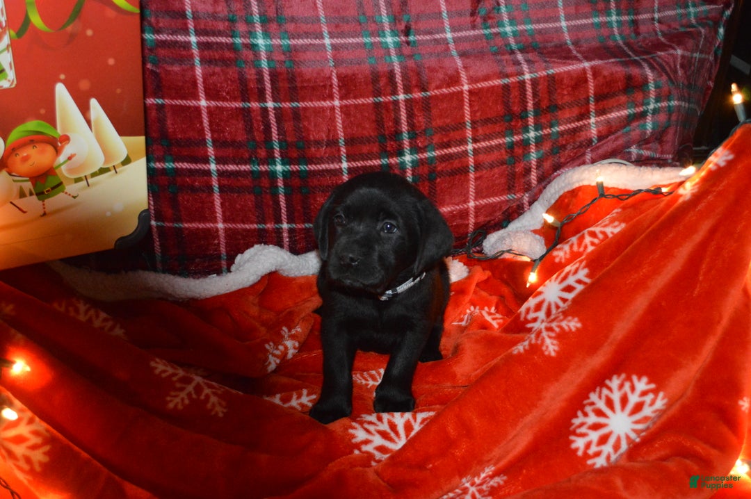 Labrador Retriever dogs for sale: Poppy - Ad 2